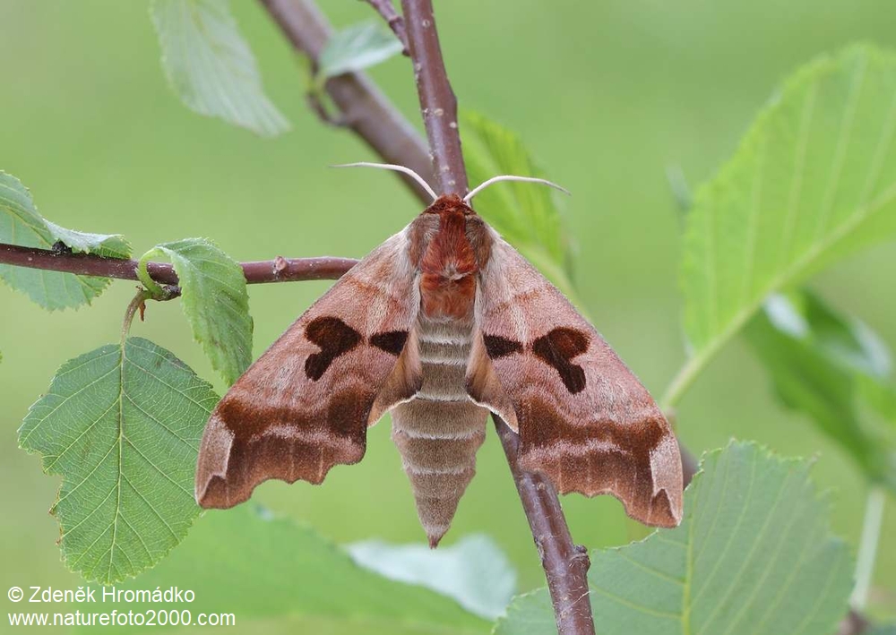 lišaj, Mimas Christophi (Motýli, Lepidoptera)